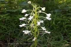 Habenaria commelinifolia